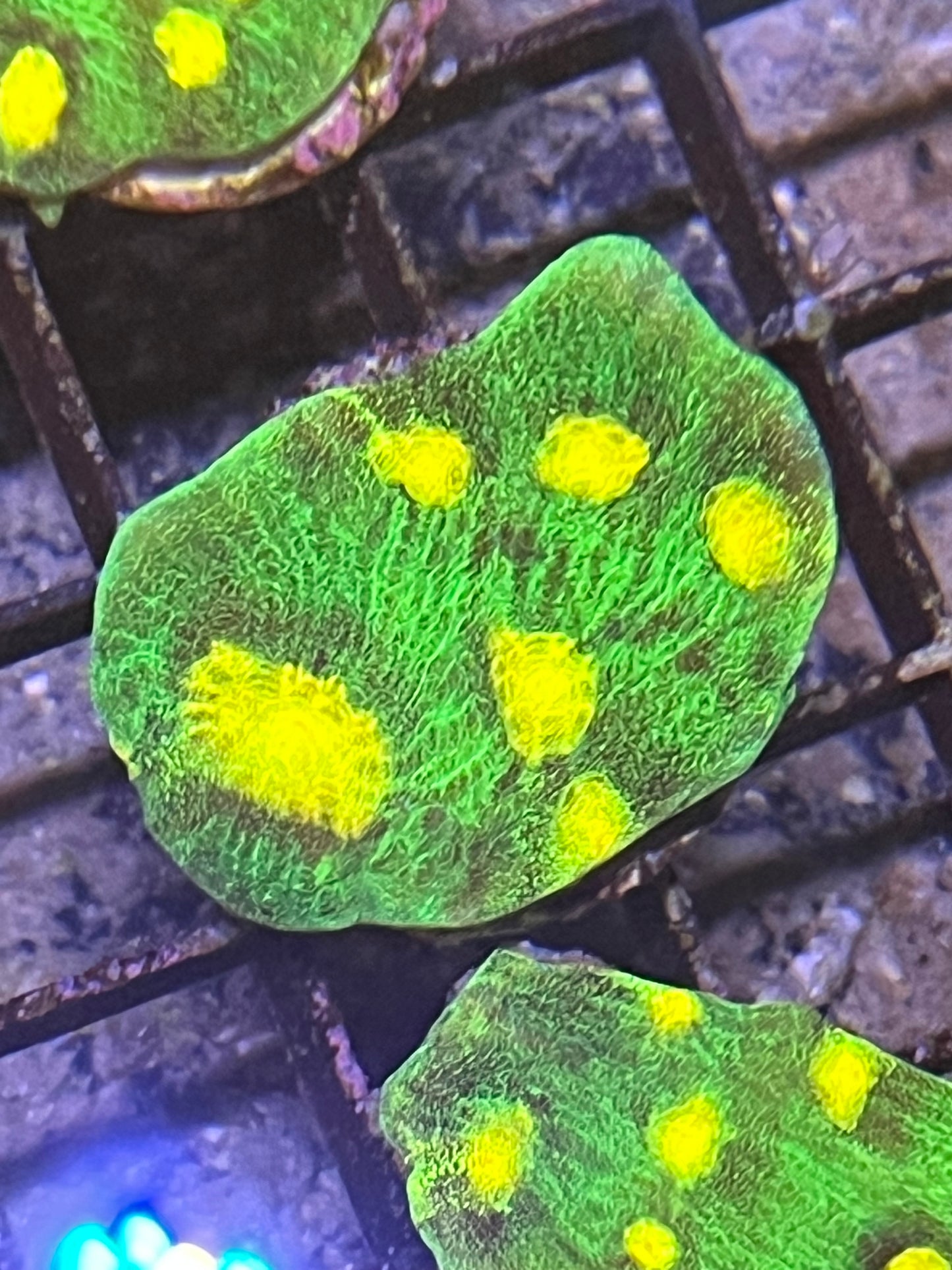 (9040) 3 Coral bundle