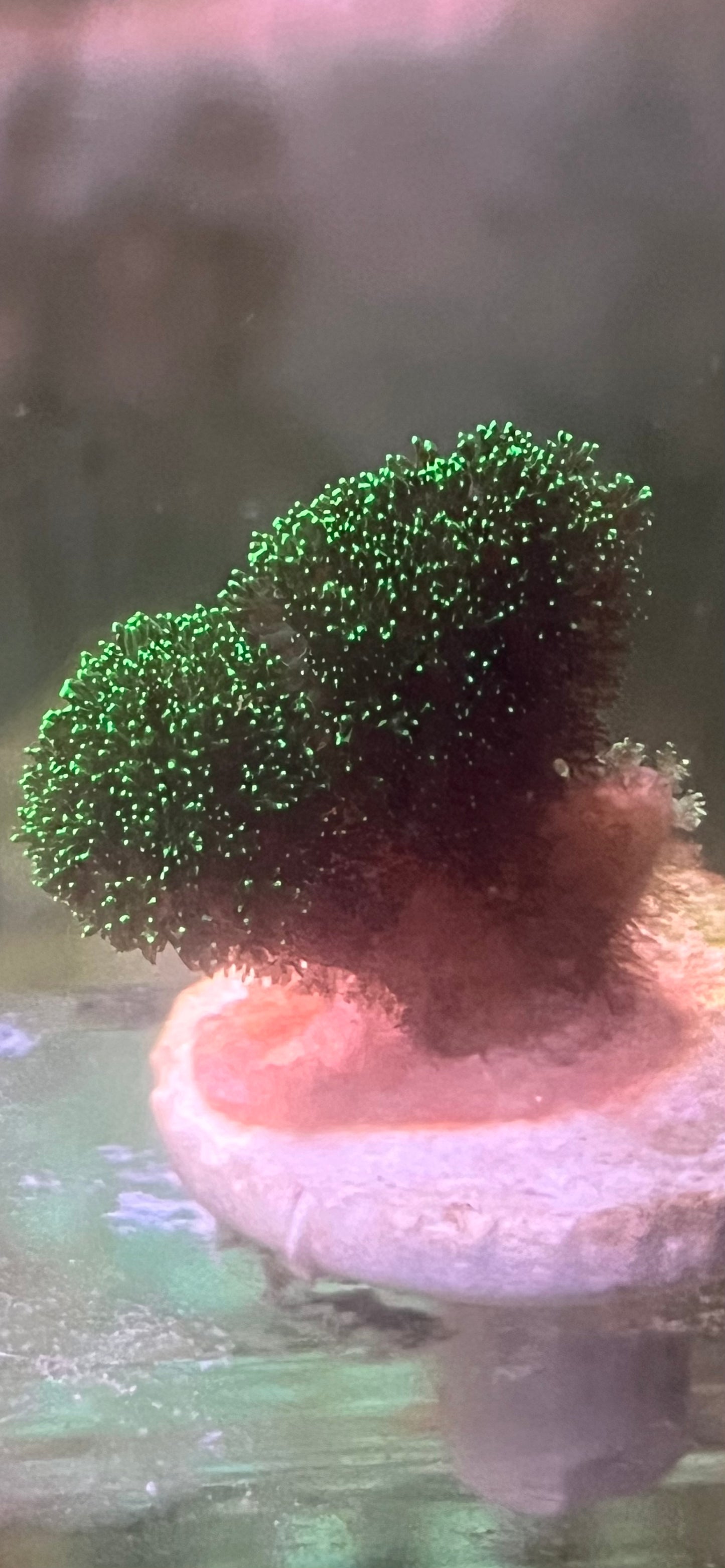 Green Pocillopora