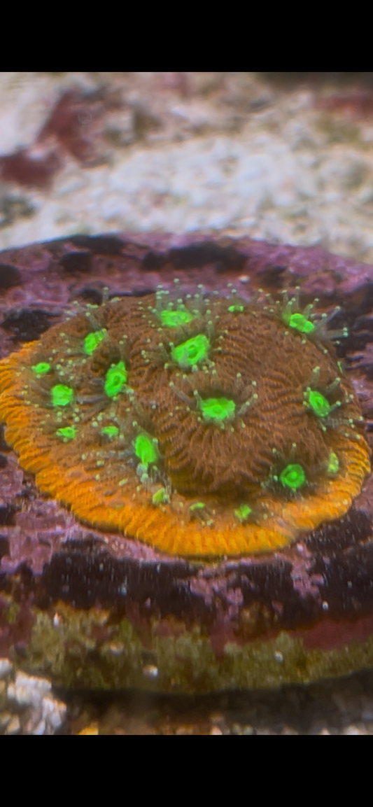 Red favia coral frag.