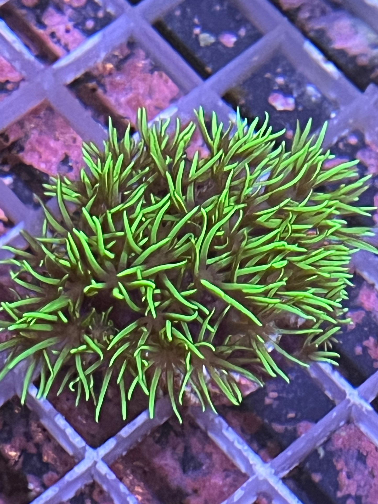 (9050) 3 Coral bundle