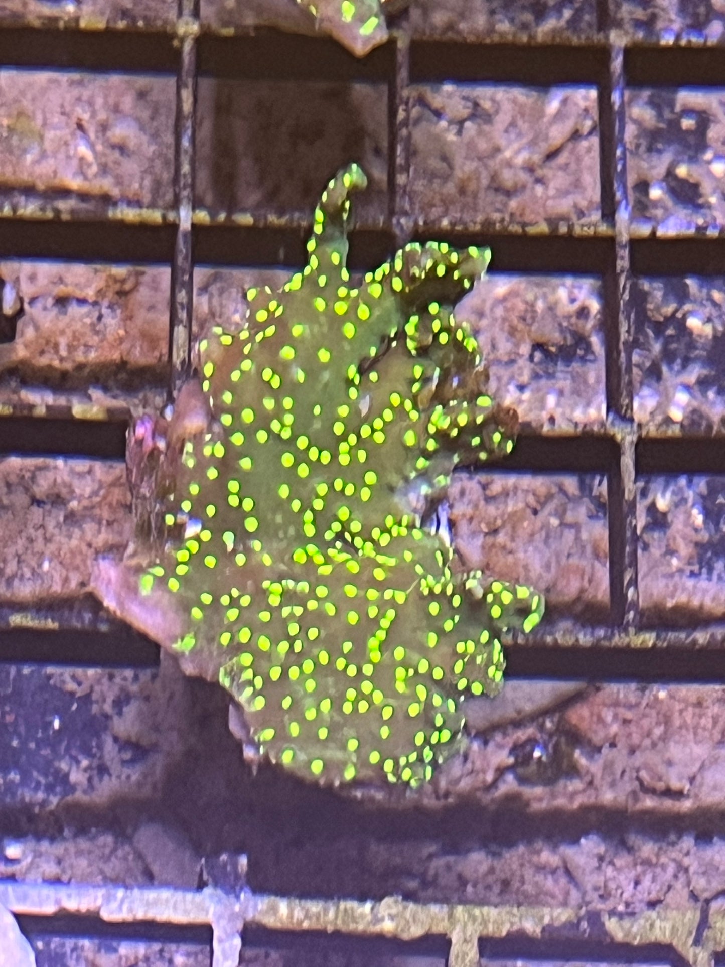 Montipora Hirsuta