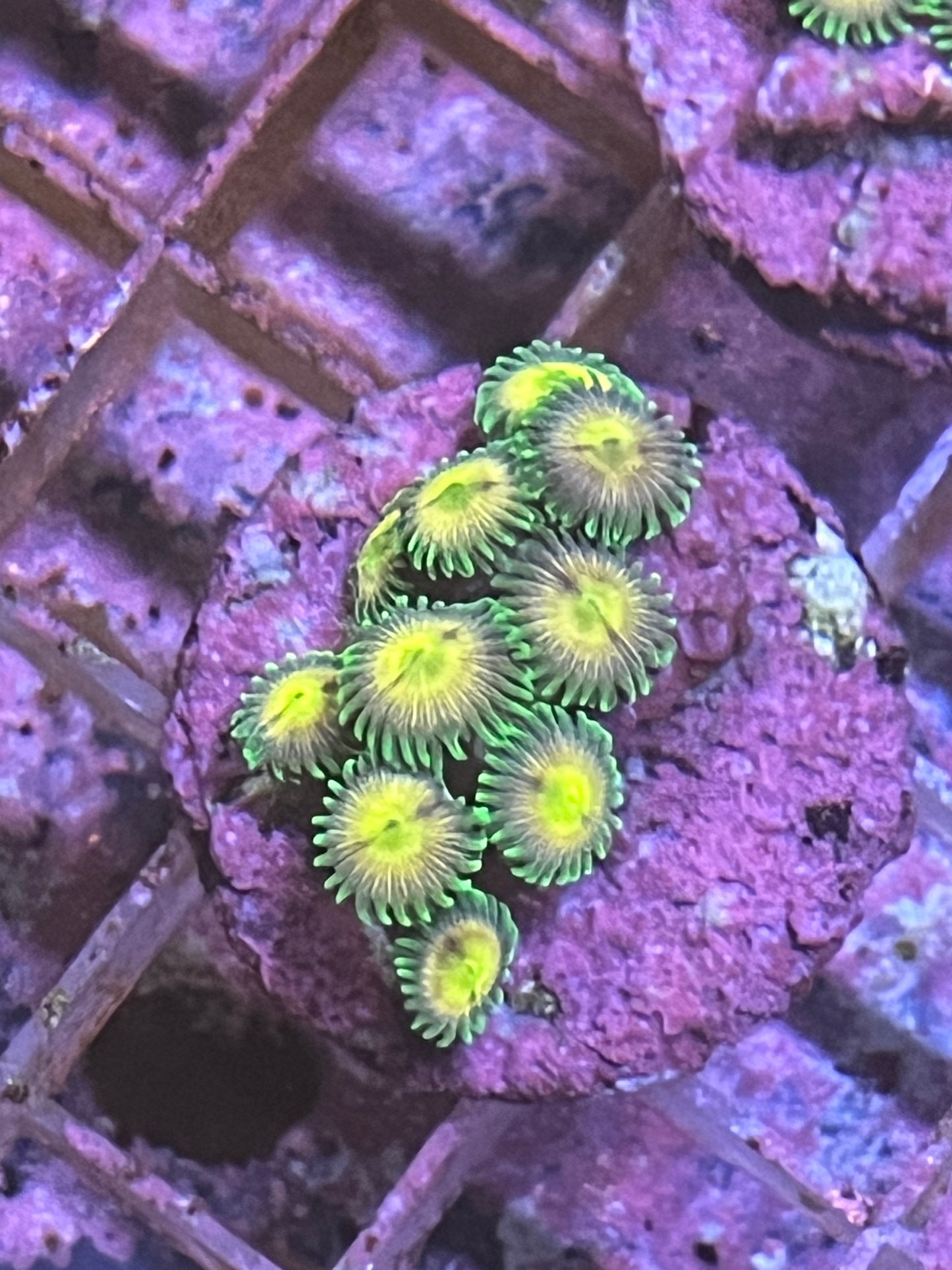Zoa Lazor lemons 4 head
