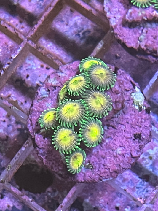 Zoa Lazor lemons 4 head