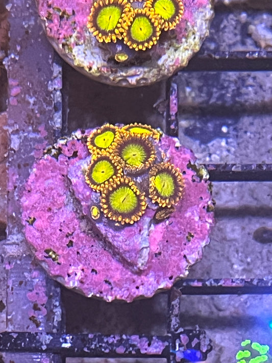 Zoa Orange 4 heads