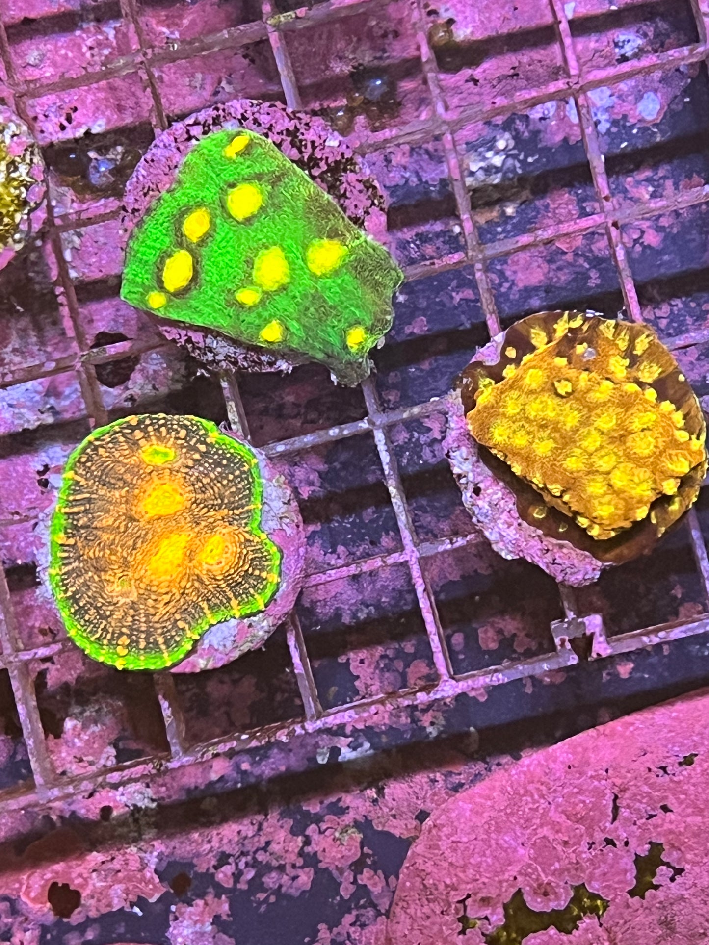 (9040) 3 Coral bundle