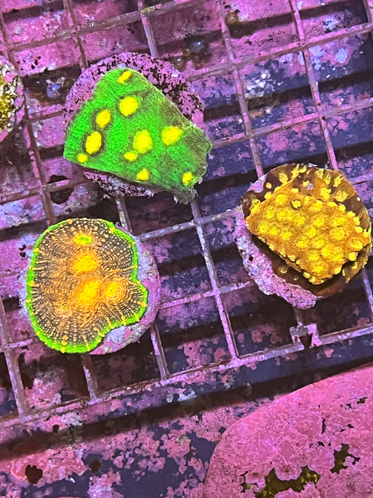(9040) 3 Coral bundle