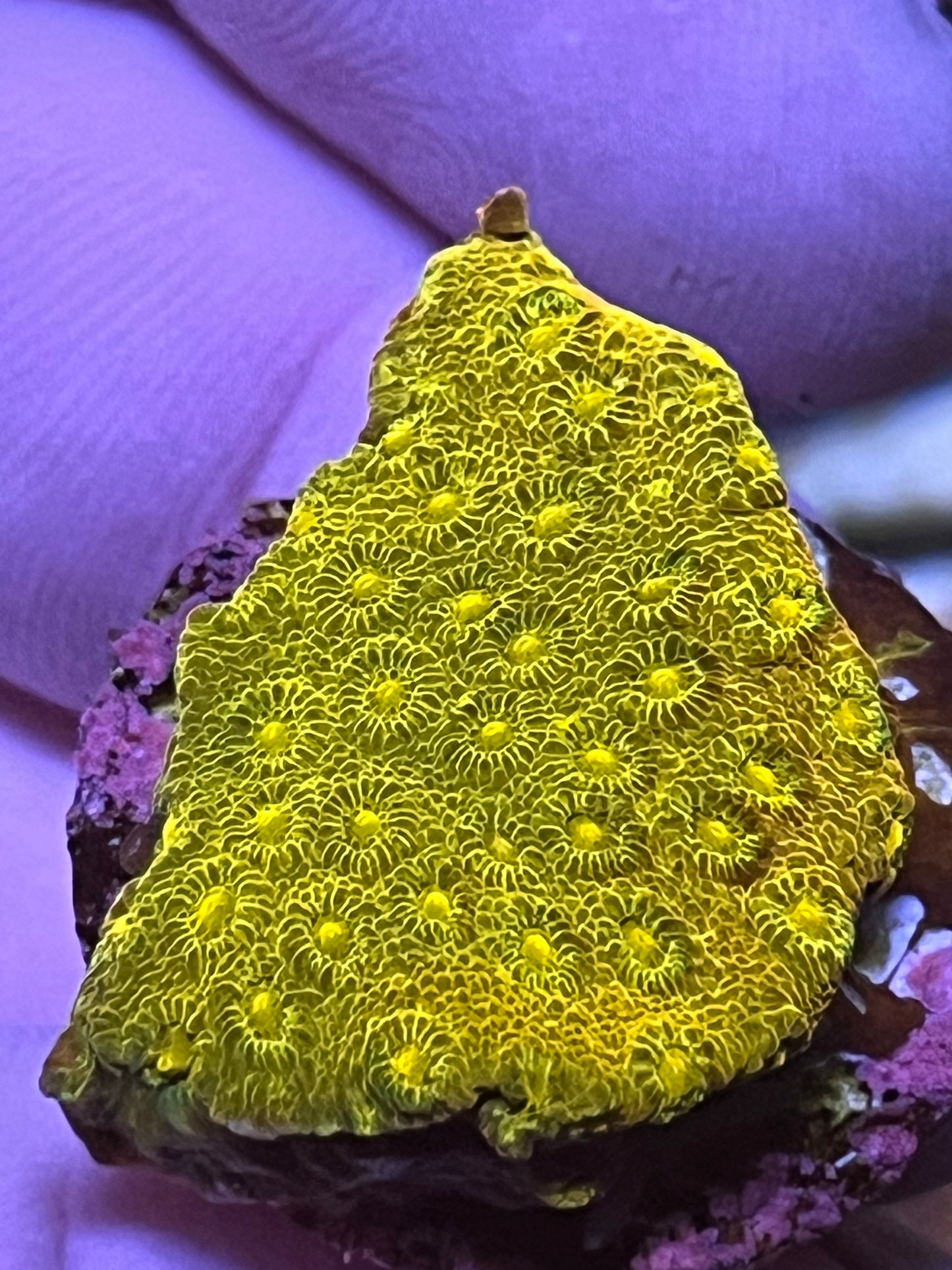 (9040) 3 Coral bundle