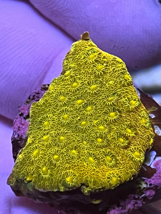 Cyphastrea Gold Member medium plug