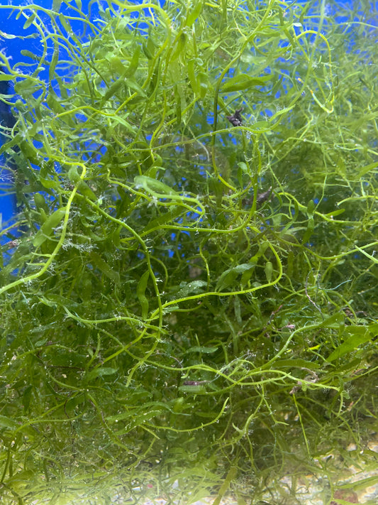 Macro algae med