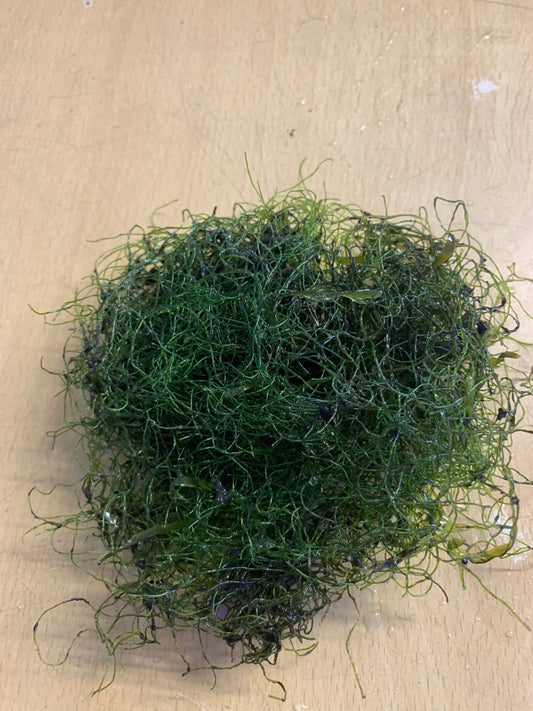 Chartomorpha chaeto macro algae med