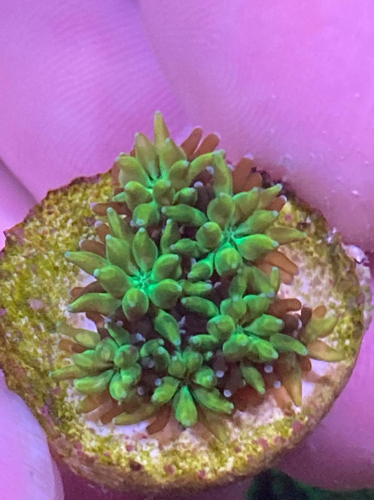 Galaxia green